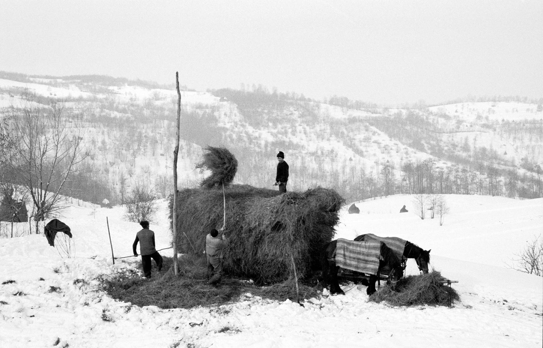 014_Master_Winter_Haymaking_xpan-001