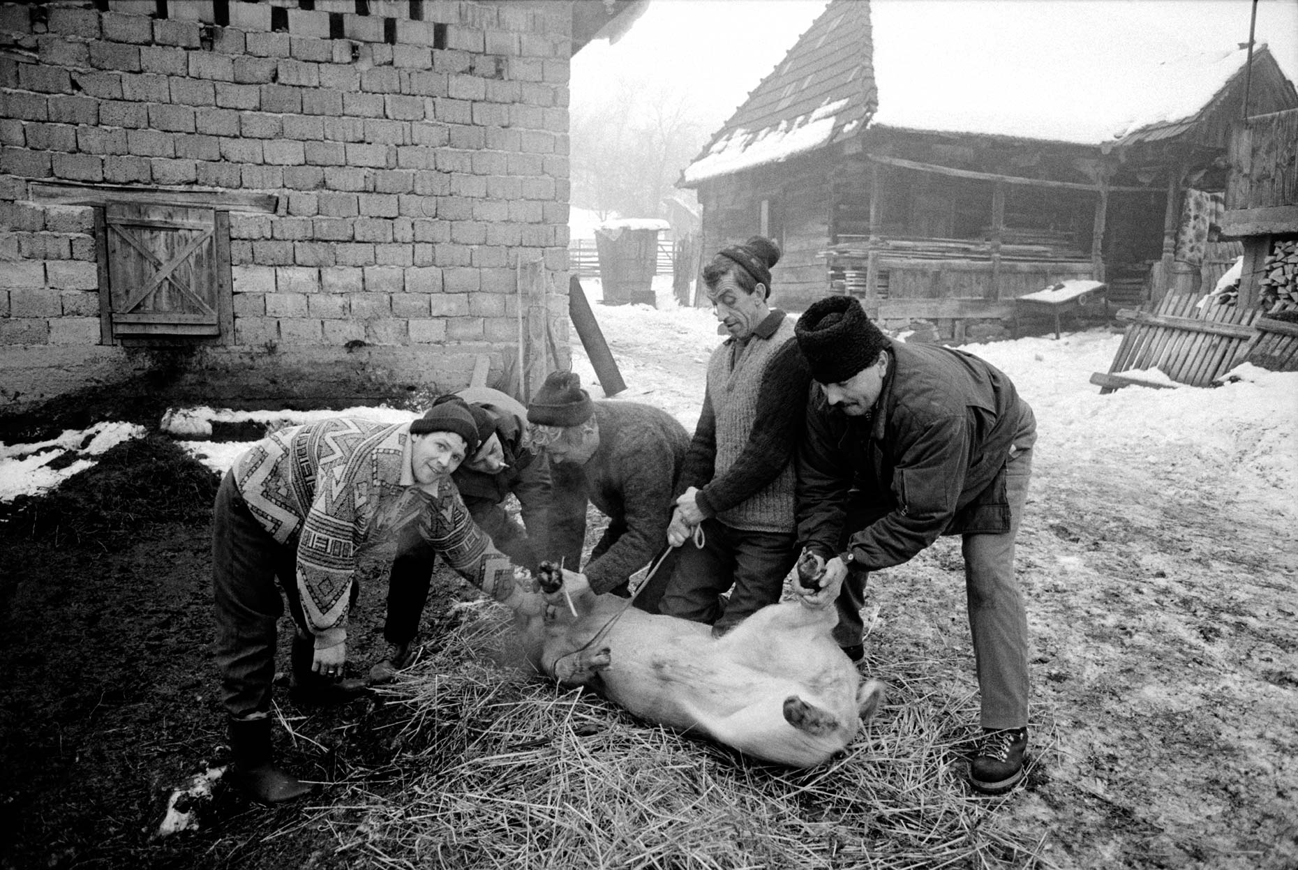020_Ellicson_2003_Pig_slaughter_group